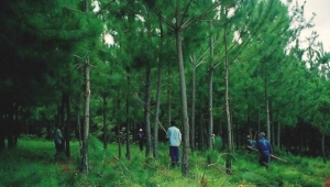 Faber Castell Wald in Brasilien 580x329 300x170 - Faber-Castell_Wald_in_Brasilien_580x329