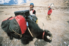 peli yak 280x186 - Peli: 20 Jahre in Europa