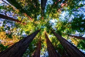 greenpeace 300x200 - Greenpeace Deutschland verlässt FSC-Siegel