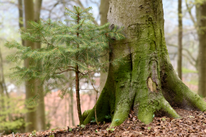 memo bergwaldprojekt - memo AG: Kooperation mit Bergwaldprojekt