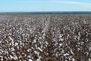 baumwollboerse 300x202 - akatex: Erstes Baumwollseminar