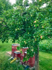 mank bienen - Mank: Engagement für Insekten