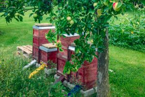 mank bienen v - Mank: Engagement für Insekten