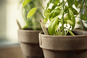 Sprout pencil in pot 18271 - Sprout Europe zählt zu den innovativsten Unternehmen