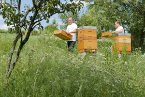 „Wir drehen die Stellschrauben, die wir drehen können“ Ernte mit Chef Kopie - „Wir drehen die Stellschrauben, die wir drehen können“