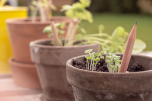 „Nachhaltigkeit bleibt“ Sprout images for company portrait hres11 - „Nachhaltigkeit bleibt“