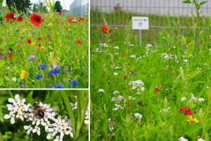 terminic wildblumenwiese - terminic pflanzt Wildblumenwiese