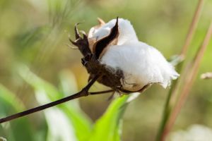 kaya kato - Kaya&Kato: App für textile Lieferketten entwickelt