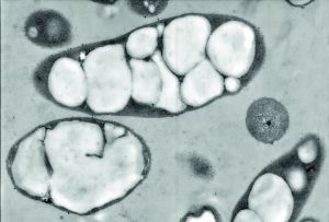 „PHA hat eine tolle Zukunft vor sich“ R4 3 72000x u2548 - „PHA hat eine tolle Zukunft vor sich“