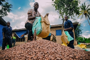kakaofermentierung - Faire Schokolade: Stück für Stück