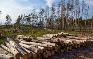 EUDR waldkiefernholzstamme 320x202 - EUDR: Voraussichtlich verschoben