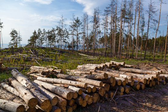 Startseite EUDR waldkiefernholzstamme - Startseite