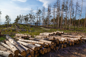 EUDR waldkiefernholzstamme imText - EUDR: Voraussichtlich verschoben