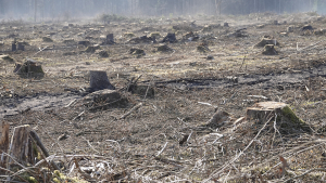 EUDR Textbild - EUDR kurz vor Inkrafttreten verschoben