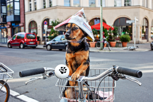 wn taz vorschaubild - Tazze drauf